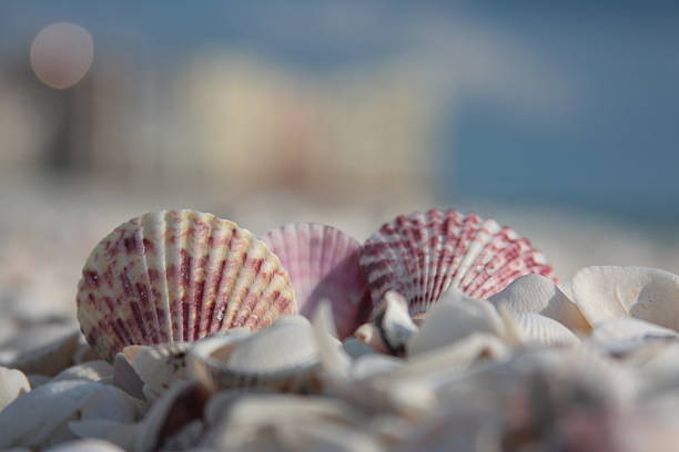 Seashells on the beach